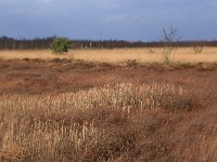 NL, Drenthe, Emmen, Bargerveen 173, Saxifraga-Hans Boll