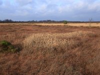 NL, Drenthe, Emmen, Bargerveen 174, Saxifraga-Hans Boll