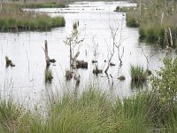 Bargerveen  Plassen in Bargerveen  Scherpte verkeerd : Bargerveen nature reserve, Bourtanger Moor-Bargerveen International Nature Park