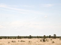 Hoogveen  Bargerveen National Park. : Growth, Natural beauty