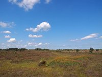 NL, Drenthe, Emmen, Bargerveen 30, Saxifraga-Hans Dekker