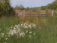 NL, Drenthe, Emmen, Bargerveen 33, Saxifraga-Hans Dekker