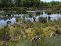 NL, Drenthe, Emmen, Bargerveen 44, Saxifraga-Hans Boll