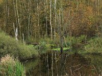 NL, Drenthe, Emmen, Bargerveen 53, Saxifraga-Hans Boll