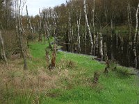 NL, Drenthe, Emmen, Bargerveen 55, Saxifraga-Hans Boll