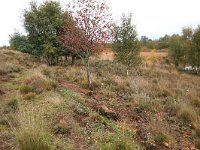 NL, Drenthe, Emmen, Bargerveen 63, Saxifraga-Hans Boll