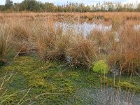 NL, Drenthe, Emmen, Bargerveen 80, Saxifraga-Hans Boll