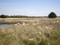 Schapen op vergraste hei