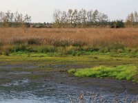 NL, Drenthe, Emmen, Bargerveen 92, Saxifraga-Hans Boll