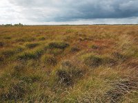 NL, Drenthe, Middden-Drenthe, Fochteloërveen 4, Saxifraga-Hans Dekker