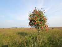 NL, Drenthe, Noordenveld, Fochteloerveen 4, Saxifraga-Bart Vastenhouw