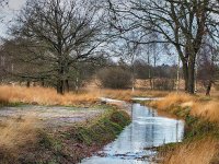 NL, Drenthe, Westerveld, Holtveen 1, Saxifraga-Hans Dekker