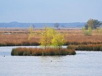 NL, Drenthe, Westerveld, Holtveen 10, Saxifraga-Hans Dekker