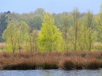 NL, Drenthe, Westerveld, Holtveen 11, Saxifraga-Hans Dekker