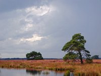 NL, Drenthe, Westerveld, Holtveen 2, Saxifraga-Hans Dekker