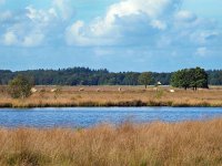 NL, Drenthe, Westerveld, Holtveen 22, Saxifraga-Hans Dekker