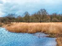 NL, Drenthe, Westerveld, Holtveen 3, Saxifraga-Hans Dekker