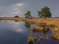 NL, Drenthe, Westerveld, Holtveen 4, Saxifraga-Hans Dekker