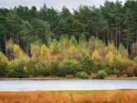 NL, Drenthe, Westerveld, Holtveen 7, Saxifraga-Hans Dekker