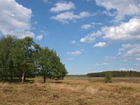 NL, Drenthe, Westerveld, Holtveen 8, Saxifraga-Hans Dekker