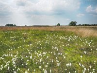 NL, Drenthe, Westerveld, Holtveen 9, Saxifraga-Hans Dekker