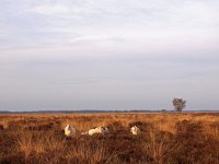 NL, Drenthe, Westerveld, Kraloer Heide 2, Saxifraga-Hans Dekker