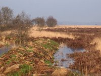 NL, Drenthe, Westerveld, Kraloer Heide 3, Saxifraga-Hans Dekker