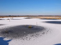 NL, Drenthe, Westerveld, Kraloer Heide 8, Saxifraga-Hans Dekker