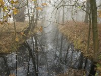 NL, Limburg, Horst aan de Maas, Mariapeel 13, Saxifraga-Jan van der Straaten