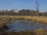 NL, Limburg, Nederweert, Groote Peel 15, Saxifraga-Marijke Verhagen