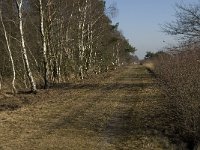 NL, Limburg, Nederweert, Groote Peel 19, Saxifraga-Jan van der Straaten