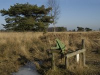 NL, Limburg, Nederweert, Groote Peel 20, Saxifraga-Jan van der Straaten