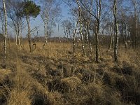 NL, Limburg, Nederweert, Groote Peel 22, Saxifraga-Jan van der Straaten