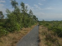 NL, Limburg, Nederweert, Groote Peel 3, Saxifraga-Jan van der Straaten