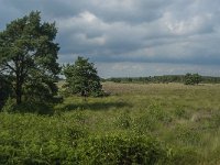 NL, Limburg, Nederweert, Groote Peel 4, Saxifraga-Jan van der Straaten