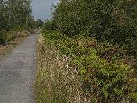 NL, Limburg, Nederweert, Groote Peel, Meerbaan 2, Saxifraga-Jan van der Straaten