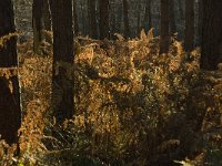 NL, Limburg, Nederweert, Middelste Hout 9, Saxifraga-Jan van der Straaten