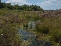 NL, Limburg, Nederweert, Ospelse Peel 4, Saxifraga-Marijke Verhagen