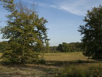 NL, Limburg, Nederweert, Weerterbosch 1, Saxifraga-Jan van der Straaten