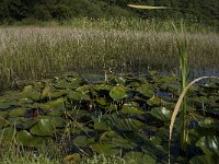 NL, Limburg, Weert, Kootspeel 5, Saxifraga-Jan van der Straaten