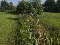 NL, Limburg, Weert, Kootspeel 9, Saxifraga-Jan van der Straaten