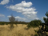 NL, Limburg, Weert, Kruispeel 6, Saxifraga-Jan van der Straaten