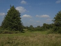 NL, Limburg, Weert, Moeselpeel 14, Saxifraga-Jan van der Straaten