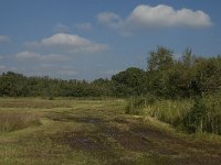 NL, Limburg, Weert, Moeselpeel 16, Saxifraga-Jan van der Straaten