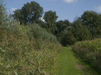 NL, Limburg, Weert, Moeselpeel 9, Saxifraga-Jan van der Straaten