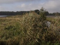 NL, Limburg, Weert, Roeventerpeel 12, Saxifraga-Jan van der Straaten