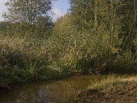 NL, Limburg, Weert, Roeventerpeel 18, Saxifraga-Jan van der Straaten