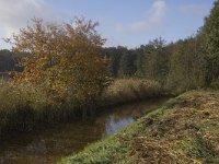 NL, Limburg, Weert, Roeventerpeel 25, Saxifraga-Marijke Verhagen