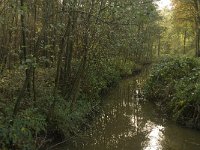 NL, Limburg, Weert, Roeventerpeel 6, Saxifraga-Jan van der Straaten