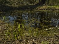 NL, Limburg, Weert, Roukespeel 2, Saxifraga-Jan van der Straaten